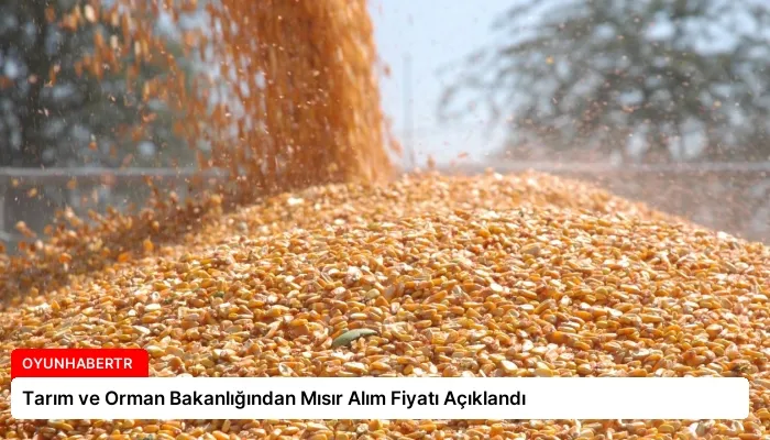 Tarım ve Orman Bakanlığından Mısır Alım Fiyatı Açıklandı