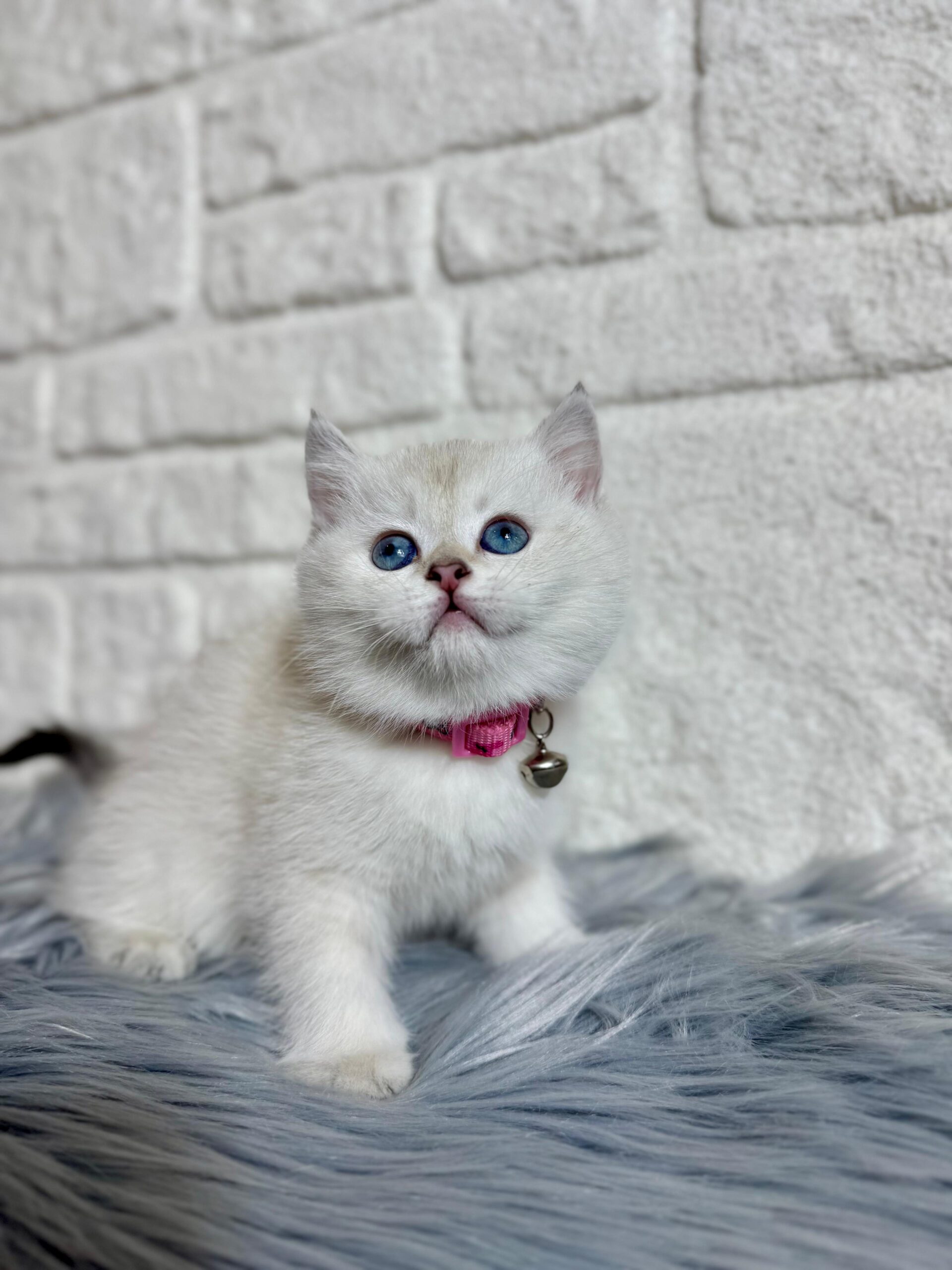 British Shorthair Kedileri Sahiplenme Sitesi
