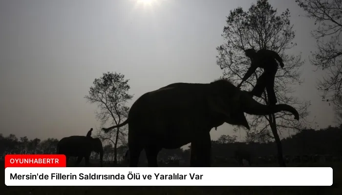 Mersin’de Fillerin Saldırısında Ölü ve Yaralılar Var