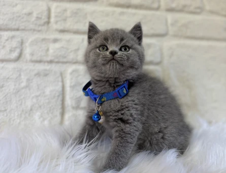 Evcil Hayvanlar Arasında Kedi Sahiplenmenin Önemi