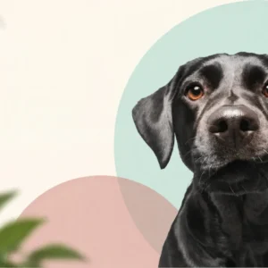 Online pet alışverişi, iki yılda 11 puan artışla %49’a yükseldi